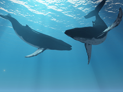 baleines vue sous-marine